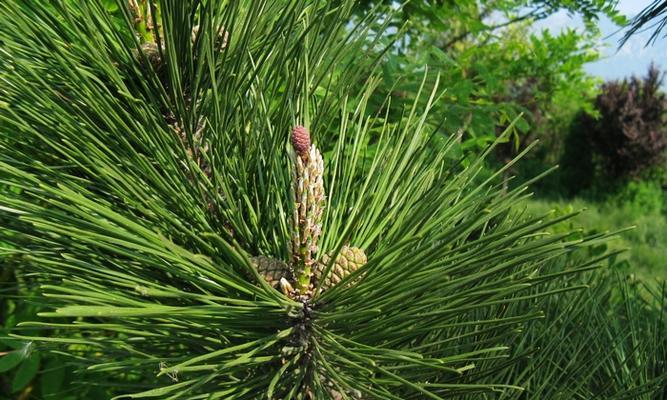 松树的花是什么颜色？常见松树品种的花色有哪些？