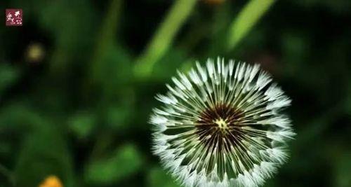 蒲公英的花语与寓意及象征(探究蒲公英背后的含义)