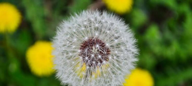 蒲公英的花语与寓意及象征(探究蒲公英背后的含义) 蒲公英的花语与寓意及象征(探究蒲公英背后的含义)