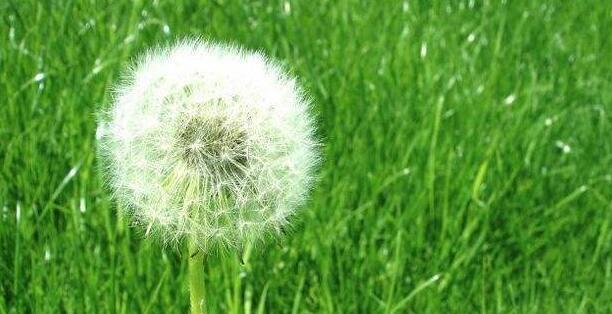 蒲公英的花语与寓意及象征(探究蒲公英背后的含义) 蒲公英的花语与寓意及象征(探究蒲公英背后的含义)