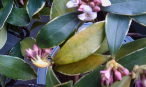 瑞香叶子下垂怎么办？如何正确处理和恢复植物健康？