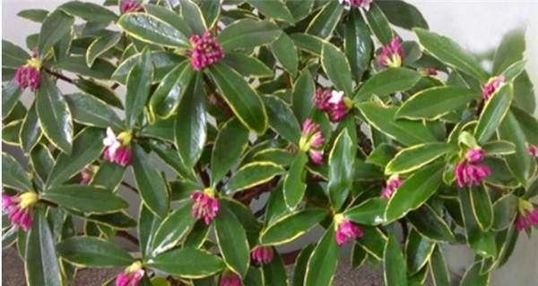 瑞香叶子下垂怎么办？如何正确处理和恢复植物健康？