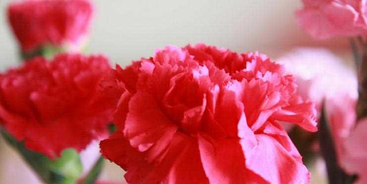 康乃馨花语与寓意——浪漫、感恩与祝福（透过康乃馨花语揭示的情感和祝福）