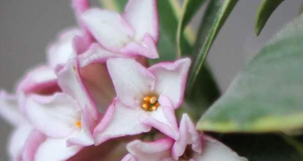 瑞香叶子下垂怎么办？如何正确处理和恢复植物健康？