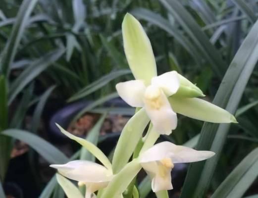 建兰大凤素开花时间是什么时候?如何正确养护以促进开花? 建兰大凤素开花时间是什么时候?如何正确养护以促进开花?