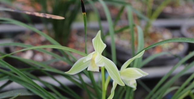 建兰大凤素开花时间是什么时候?如何正确养护以促进开花? 建兰大凤素开花时间是什么时候?如何正确养护以促进开花?