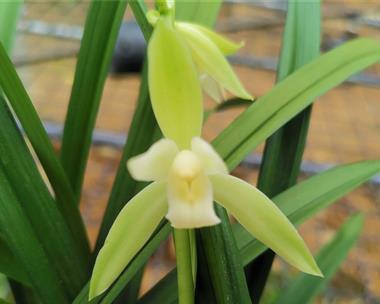 建兰大凤素开花时间是什么时候?如何正确养护以促进开花? 建兰大凤素开花时间是什么时候?如何正确养护以促进开花?