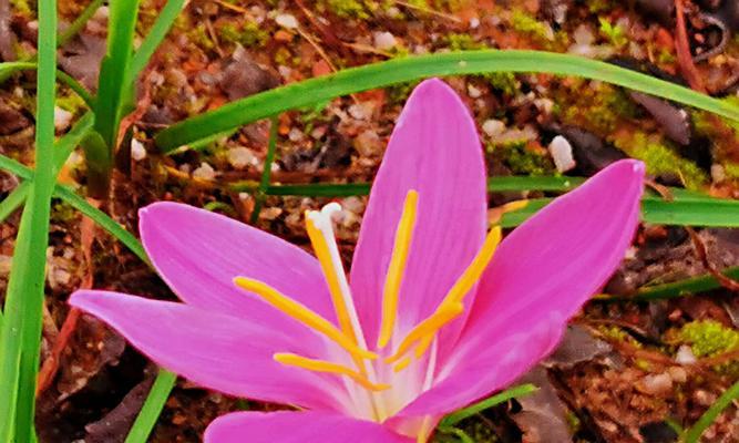 坚强勇敢的花——生命的力量（破土而出）