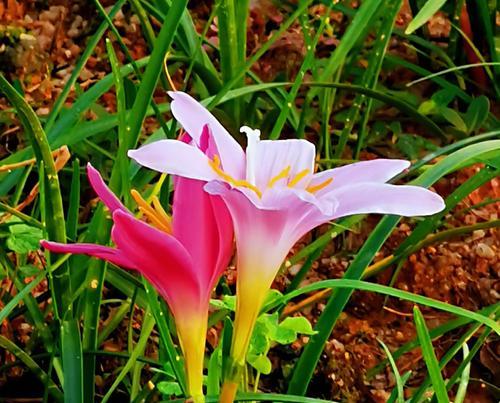 坚强勇敢的花——生命的力量（破土而出）