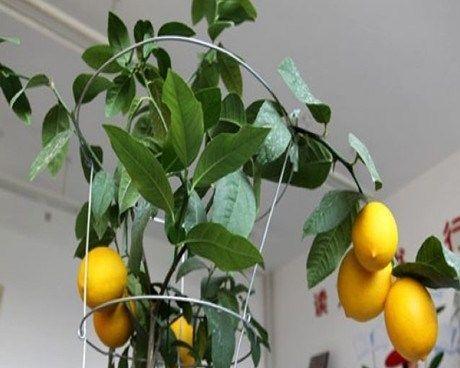 盆栽柠檬掉叶子怎么办？如何有效防止和处理？