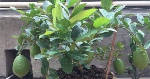 盆栽柠檬掉叶子怎么办？如何有效防止和处理？