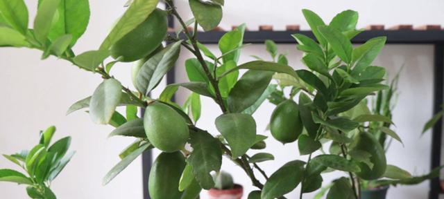 盆栽柠檬掉叶子怎么办？如何有效防止和处理？