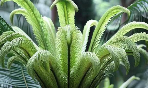 坚韧的植物（探寻自然界中的顽强植物生命力无限闪耀）