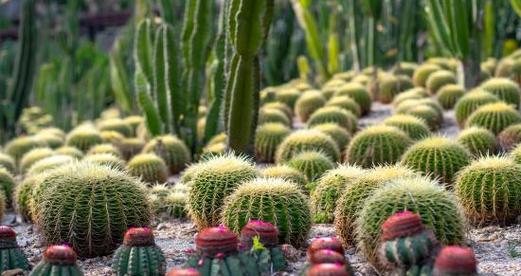 坚韧的植物（探寻自然界中的顽强植物生命力无限闪耀）
