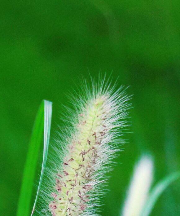 坚韧的植物（探寻自然界中的顽强植物生命力无限闪耀）