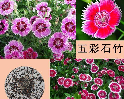 草花留种子的最佳方法是什么？如何正确收集草花种子？