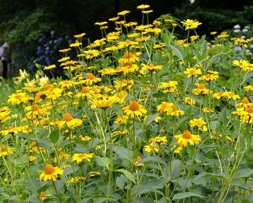 草花留种子的最佳方法是什么？如何正确收集草花种子？