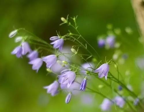 花开痛苦，花谢悲伤（揭开花朵背后的痛苦与悲伤）