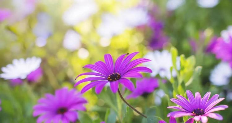 花开痛苦，花谢悲伤（揭开花朵背后的痛苦与悲伤）