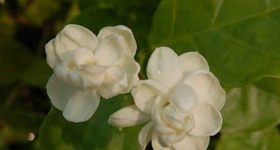 花开痛苦，花谢悲伤（揭开花朵背后的痛苦与悲伤）