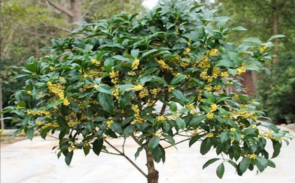 桂花树养殖需要注意什么？正确的养殖方法是什么？