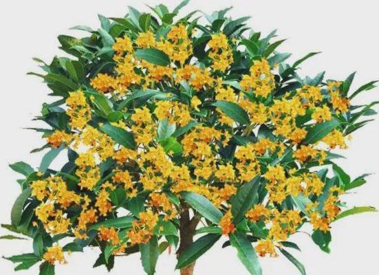 桂花树养殖需要注意什么?正确的养殖方法是什么? 桂花树养殖需要注意什么?正确的养殖方法是什么?