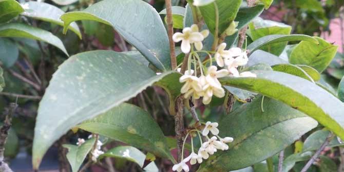 桂花树养殖需要注意什么?正确的养殖方法是什么? 桂花树养殖需要注意什么?正确的养殖方法是什么?