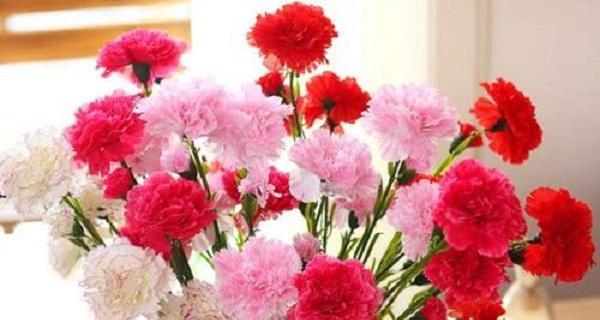 康乃馨的寓意与象征(用十一朵康乃馨传递的情感和意义) 康乃馨的寓意与象征(用十一朵康乃馨传递的情感和意义)