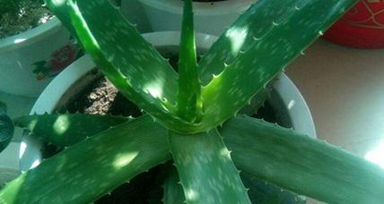 龙爪植物是否需要防晒?晒太阳对龙爪有什么影响? 龙爪植物是否需要防晒?晒太阳对龙爪有什么影响?