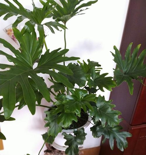 龙爪植物是否需要防晒?晒太阳对龙爪有什么影响? 龙爪植物是否需要防晒?晒太阳对龙爪有什么影响?