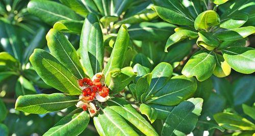 美丽盛放的海桐花语（倾听大自然的心灵之语）