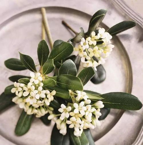 美丽盛放的海桐花语（倾听大自然的心灵之语）