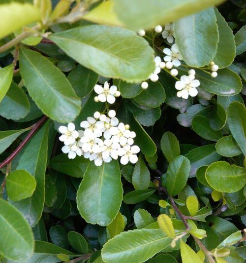 美丽盛放的海桐花语（倾听大自然的心灵之语）