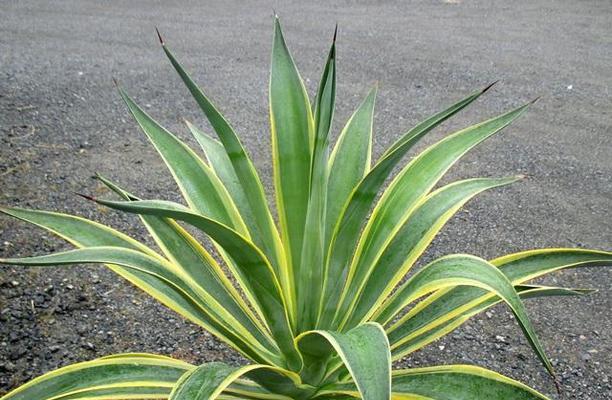 龙舌兰属于多肉植物吗？常见问题解答