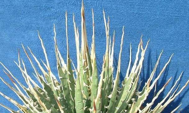 龙舌兰属于多肉植物吗？常见问题解答