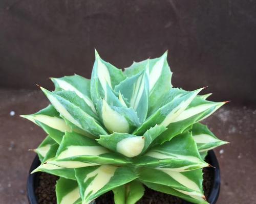 龙舌兰属于多肉植物吗？常见问题解答