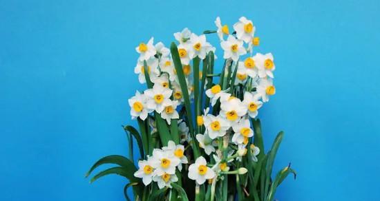 水仙花的美丽寓意与神秘力量（探索水仙花的传说）