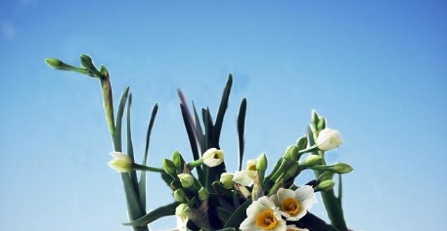 水仙花的美丽寓意与神秘力量(探索水仙花的传说)