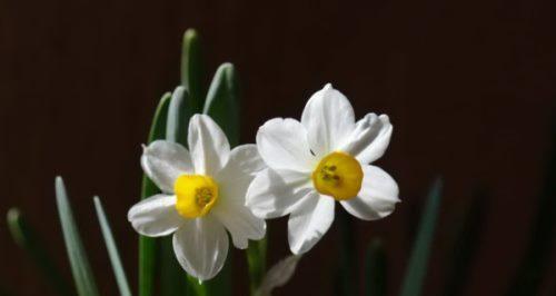 水仙花的美丽寓意与神秘力量（探索水仙花的传说）