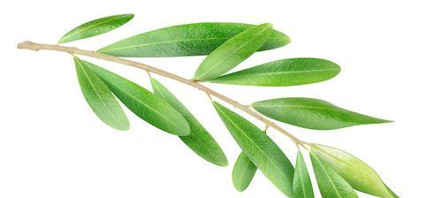 橄榄枝的象征意义与传统文化（探寻橄榄枝在历史和艺术中的象征力量）