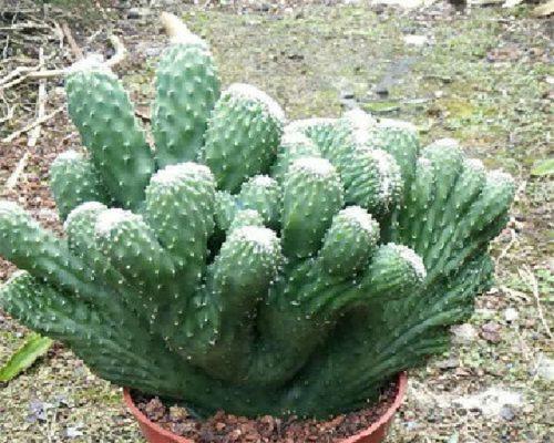 家里为什么不能养仙人掌？养仙人掌有哪些禁忌和问题？