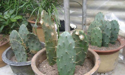 家里为什么不能养仙人掌？养仙人掌有哪些禁忌和问题？