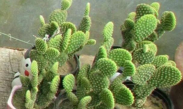 家里为什么不能养仙人掌？养仙人掌有哪些禁忌和问题？