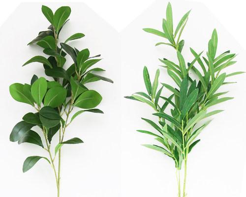 橄榄枝的象征意义与传统文化（探寻橄榄枝在历史和艺术中的象征力量）