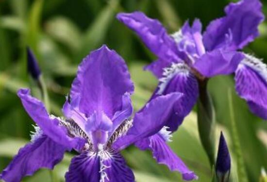 鸢尾草的花语（揭开鸢尾草花语的神秘面纱）