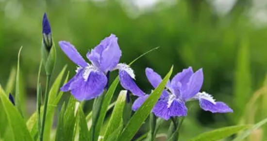 鸢尾草的花语（揭开鸢尾草花语的神秘面纱）
