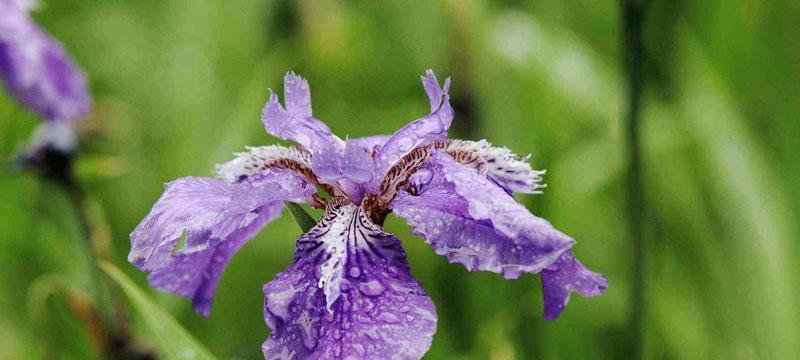 鸢尾草的花语（揭开鸢尾草花语的神秘面纱）