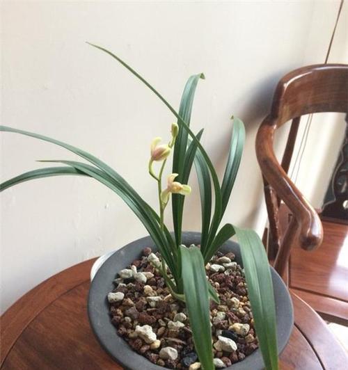 建兰通常几月份开花？养几年才能看到花开？