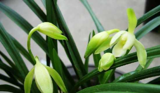 建兰通常几月份开花？养几年才能看到花开？