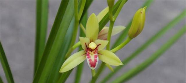 建兰通常几月份开花？养几年才能看到花开？